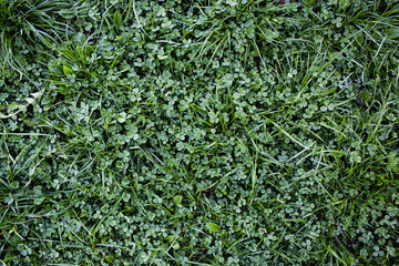 green grass background