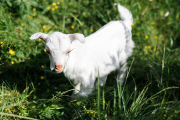 Obraz premium A little goat eats green grass in a field. A goat in a meadow. A white baby goat is sniffing the green grass outside in an animal shelter, a cute and adorable little baby goat. Lupin field in summer. 