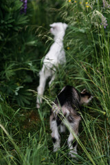 Fototapeta premium A little goat eats green grass in a field. A goat in a meadow. A white baby goat is sniffing the green grass outside in an animal shelter, a cute and adorable little baby goat. Lupin field in summer. 