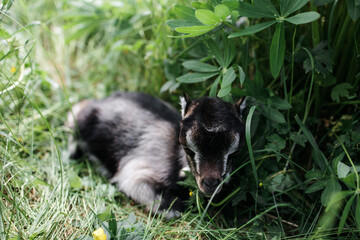 A little goat eats green grass in a field. A goat in a meadow. A white baby goat is sniffing the green grass outside in an animal shelter, a cute and adorable little baby goat. Lupin field in summer. 