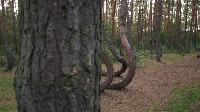 Close-Up Panning Beautiful Shot Of Slanted Trees In Cooked Forest - Crooked Forest, Poland