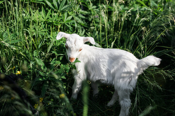 A little goat eats green grass in a field. A goat in a meadow. A white baby goat is sniffing the green grass outside in an animal shelter, a cute and adorable little baby goat.Lupin field in summer. 
