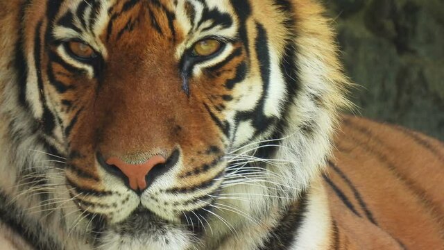 Tiger looks into the camera close-up. Portrait of a big cat. Wild animal background.