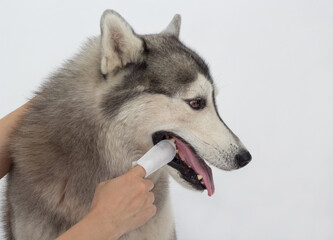 Cleaning the dogs tooth with dental finger wipes, help reduce plaque and freshen breath. Pet health care concept.