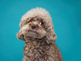 cute curly chocolate poodle. The dog is like a toy. Beautiful pet on a blue background