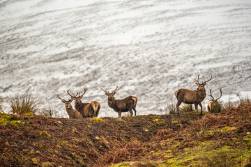 Naklejka na ściany i meble Scottish red deer on the snowy surrounding, Highlands, Scotland