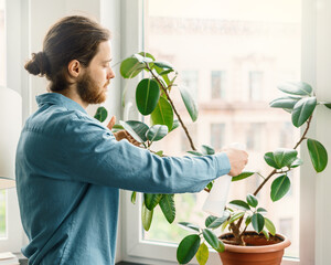 Young bearded man in blue shirt spraying green houseplant in flower pot on windowsill with water...
