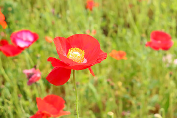 ポピー 赤い オレンジ 花 美しい 綺麗 かわいい カラフル 春 日本　ケシ　華やか イメージ