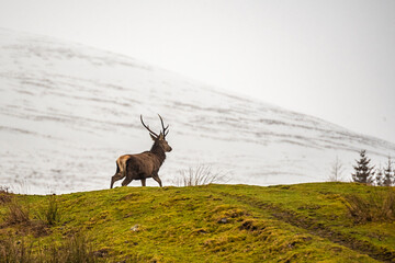 Scottish red deer on the snowy surrounding, Highlands, Scotland