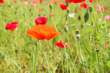 オレンジ 春 花 つぼみ 草 グリーン 春 日本 美しい 綺麗 カラフル 鮮やか けし 自然 花びら