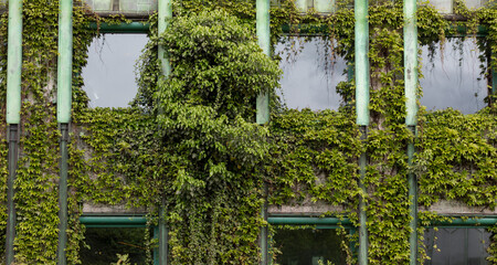 Wall in modern exterior with concrete blocks and garden. Glass building house covered by green ivy - obrazy, fototapety, plakaty