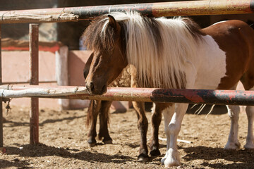 photo of ponies standing in a paddock in a stable