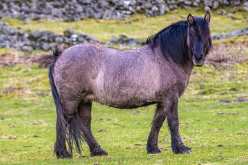 Scottish horse in a pasture, Highlands, Scotland