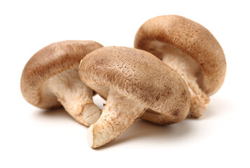 Shiitake mushroom on the White background 