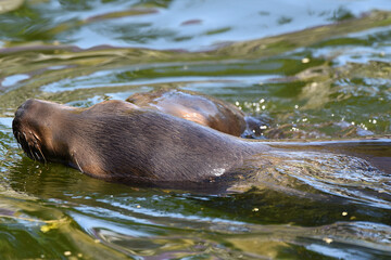 Seehund im Wasser, Robbe