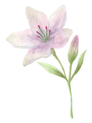 Watercolor hand drawn lilies flowers