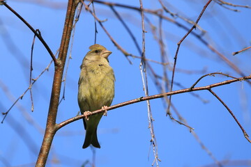 Grünfink auf einem Zweig