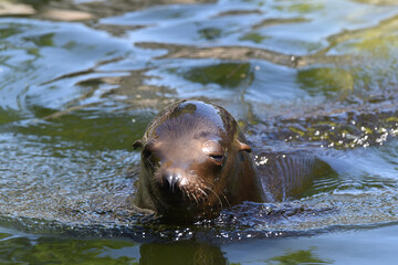 Fototapeta premium Seehund im Wasser, Robbe