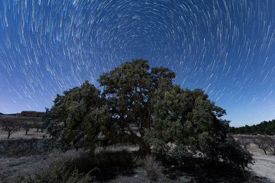 Encina de la Atalaya -Circumpolar-
