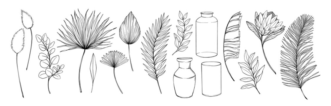 Tropical leaves and flowers. Hand drawn linear vector illustrations. Protea exotic flower, palm leaves, dry leaves, eucalyptus, vase. Monoline drawings. Perfect for your designs, cards, posters
