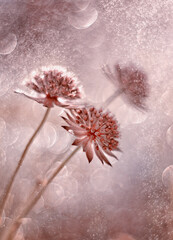 Fiori rosa Astrantia © Iwona