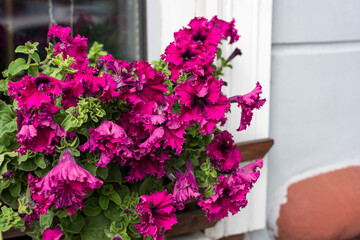 Pink petunia on the window sill cornice outside the building