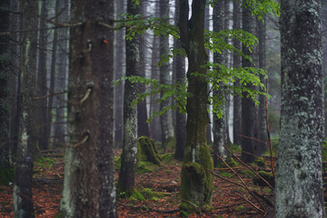 Fog in the forest. Ukrainian Carpathian mountains.