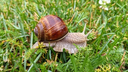 edible snail in summer grass © Dawid