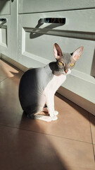 
Sphynx cat sitting on the floor in the room