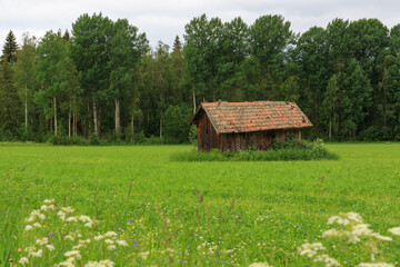 Fototapeta premium old crumbling wooden cabin in a field