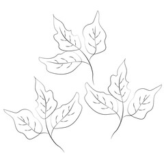 Summer garden blooming flowers monochrome illustration, sketch, hand drawn