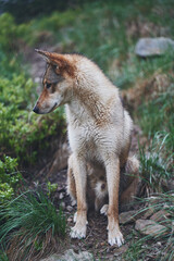 West Siberian Laika in the forest. Hunting dog. Ukraine, Carpathian mountains.