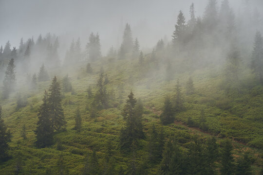 Fog on the mountainside. Coniferous forest in the fog. Ukrainian Carpathian mountains. © Vitaly
