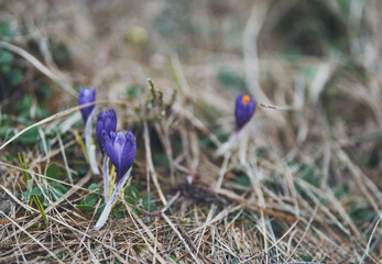 Purple crocus flowers. Dew drops on flowers.