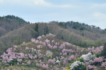 Obraz premium 花見山公園 