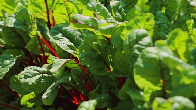Fresh beetroot leaves growing in garden. Motorised slider video.