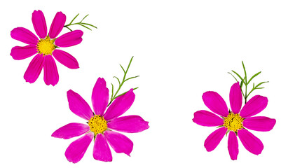 Obraz na płótnie Canvas Cosme flowers on white background, top view