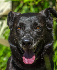 black dog mongrel on a leash in summer
