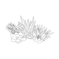 Set of hand drawn cacti and succulents. Spiny desert plants, cactus flowers and tropical plants. Hand-drawn illustration in a sketch style.