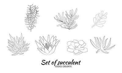 Fototapeta na wymiar Set of hand drawn cacti and succulents. Spiny desert plants, cactus flowers and tropical plants. Hand-drawn illustration in a sketch style.