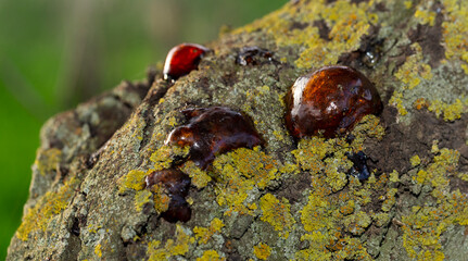 Formation of resin from the juice of a cherry tree.The tree was affected by insect parasites.This is how amber turned out.