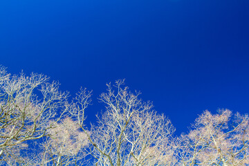 戦場ヶ原 白樺と青空