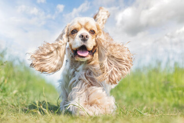 english cocker spaniel