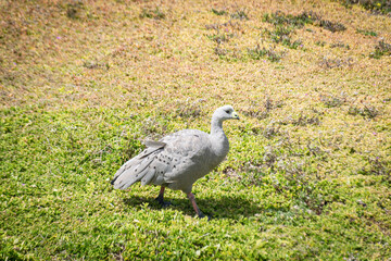 grey crowned crane on grass