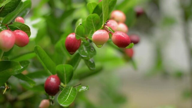Close up red ripe Karonda fruits waiting to be harvested on green plants with water dews during rainy season.