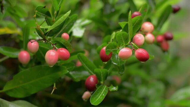 Close up Karonda fruits on green leaves bush with drizzling rain. Water dews on red ripe fruit of lush foliage plants during rainy season.