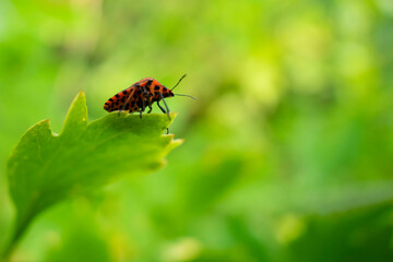 Eine Wanze in der Natur, Rot schwarz, Grün