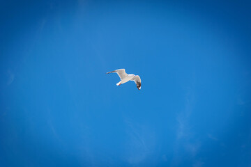 airplane in the blue sky