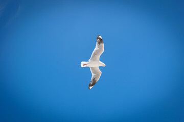 seagull in the sky