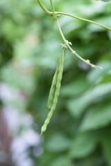 Kitchen garden. Green beans flowers and growth.

